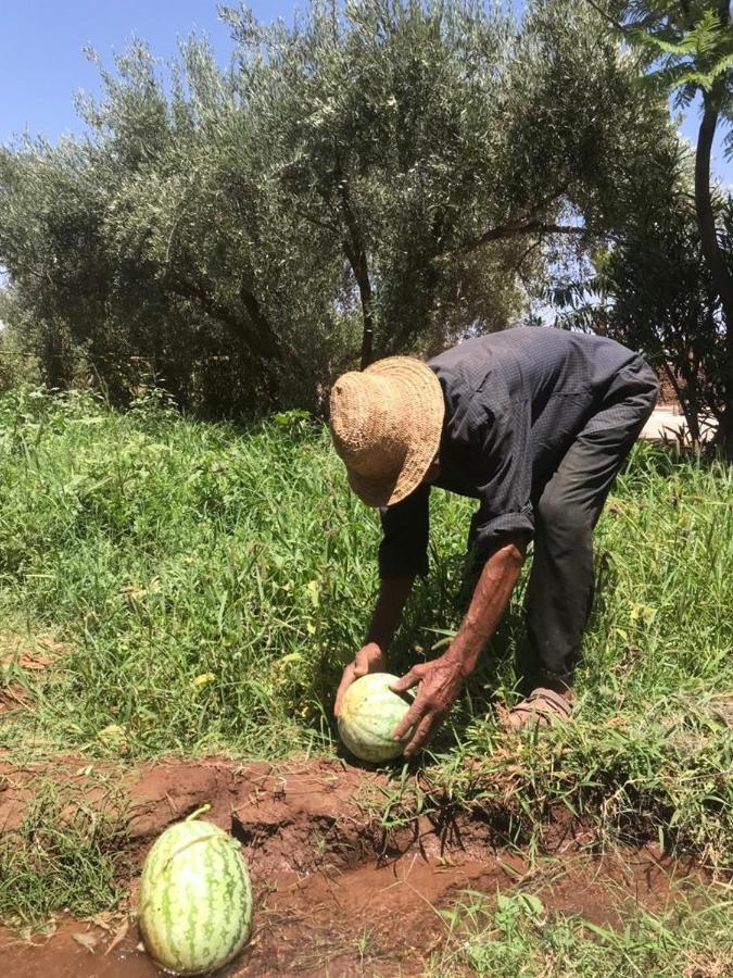 Upupa De L'Atlas Ouled el guerne Esterno foto