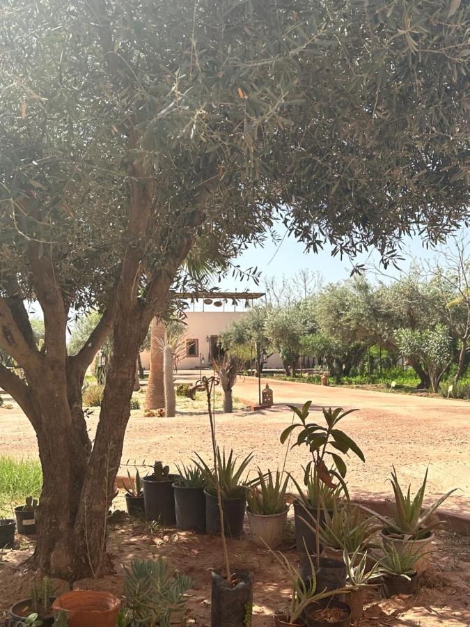 Upupa De L'Atlas Ouled el guerne Esterno foto